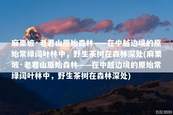 麻栗坡·老君山原始森林——在中越边境的原始常绿阔叶林中，野生茶树在森林深处(麻栗坡·老君山原始森林——在中越边境的原始常绿阔叶林中，野生茶树在森林深处)